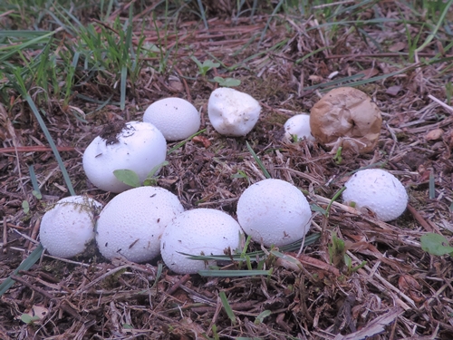 Il cerchietto delle streghe